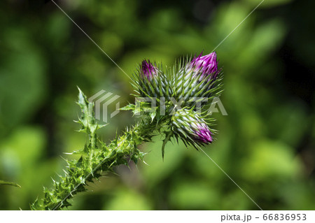 野花 ウアリ 萩の花 66836953