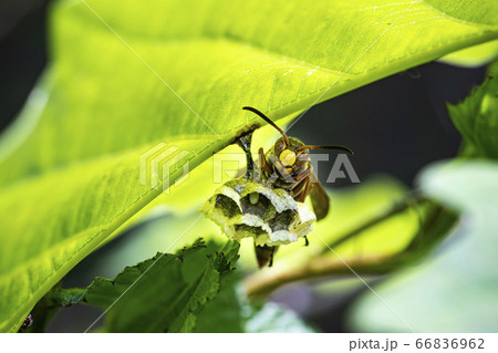 野花 ウアリ 萩の花 66836962
