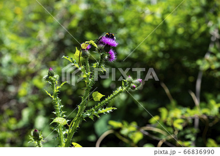 野花 ウアリ 萩の花 66836990