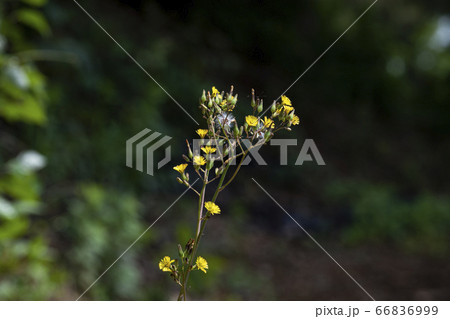 野花 ウアリ 萩の花 66836999