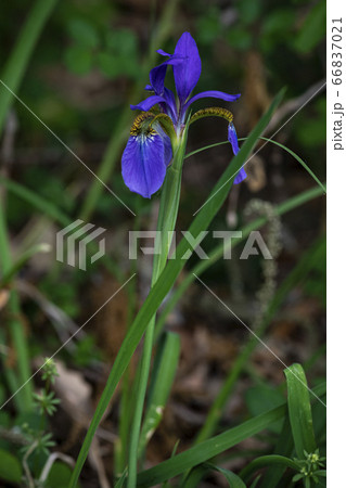 野花 ウアリ 萩の花 66837021
