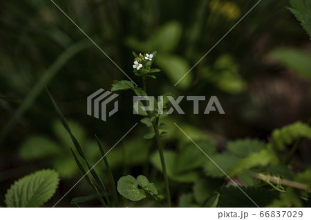 野花 ウアリ 萩の花 66837029