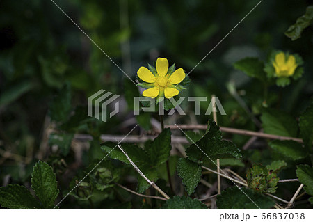 野花 ウアリ 萩の花 66837038
