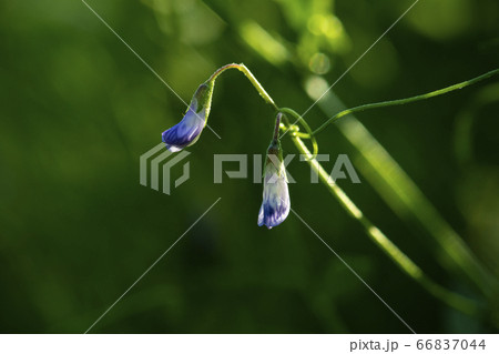 野花 ウアリ 萩の花 66837044