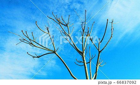 手賀沼公園(千葉県我孫子市)の風景 手賀沼公園(千葉県我孫子市)の風景 66837092