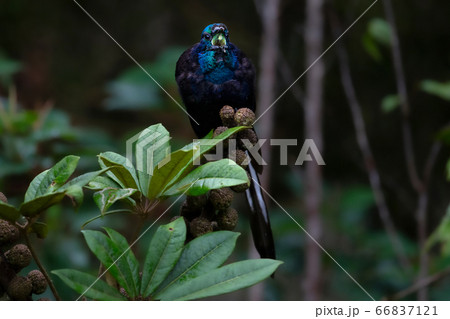 オジロオナガフウチョウ 極楽鳥 Astrapia mayeri 66837121