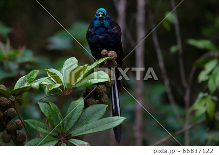 オジロオナガフウチョウ 極楽鳥 Astrapia Mayeriの写真素材