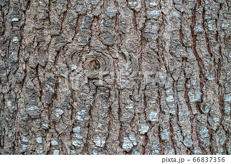 Bark of pine tree. The texture of spruce bark. 66837356