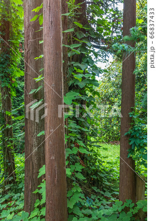 Straight trunks of evergreen trees Cryptomeria. 66837433