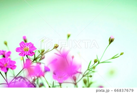 かすみ草 ジプシーディープローズの写真素材