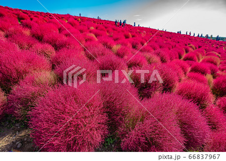 コキアの紅葉(ひたち海浜公園) コキアの紅葉(ひたち海浜公園) 66837967