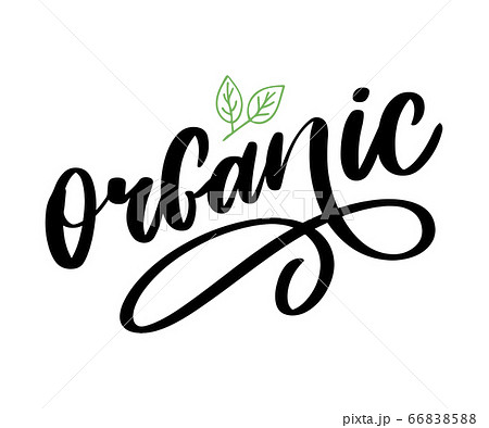 Organic brush lettering. Hand drawn word organic 66838588