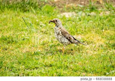 Kestrel catching worms on a lawn in County Donegal - Ireland. Kestrel catching worms on a lawn in County Donegal - Ireland. 66838888