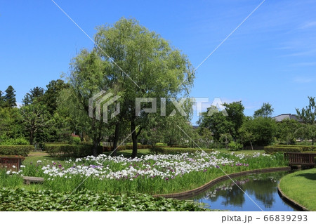 「台山公園」親水広場ひょうたん池の花菖蒲園。宮城県角田市。 「台山公園」親水広場ひょうたん池の花菖蒲園。宮城県角田市。 66839293