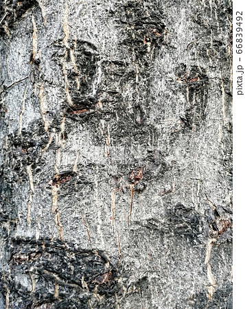 Rustic tree bark texture. Old stem of an old tree. Embossed texture of the brown crust. Rustic tree bark texture. Old stem of an old tree. Embossed texture of the brown crust. 66839492
