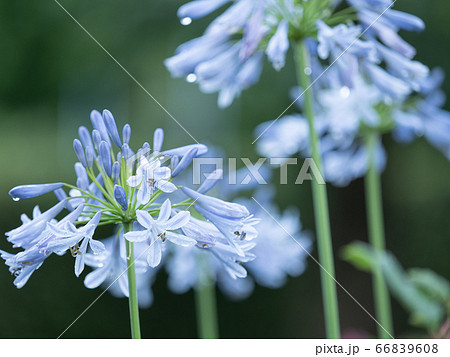 梅雨の雨に濡れるアガパンサスの花 6月 梅雨の雨に濡れるアガパンサスの花 6月 66839608