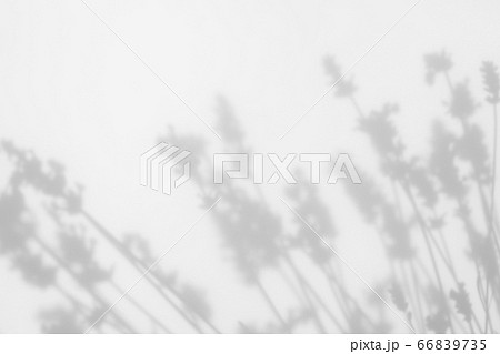 Gray shadows of lavender flowers and grass 66839735