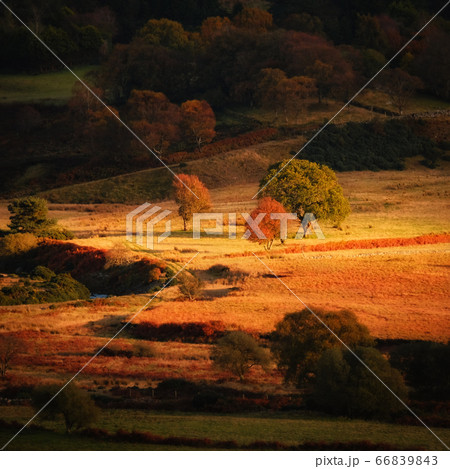 Set of trees on the sunny spot 66839843