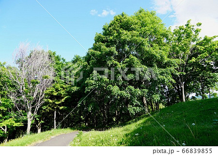 星観緑地で見晴らし山に登ってみる 66839855