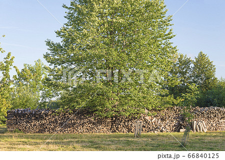 Summer rural landscape. Firewood stack near the beautiful green tree Summer rural landscape. Firewood stack near the beautiful green tree 66840125