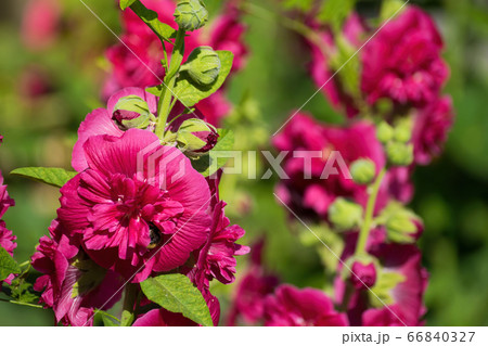 Purple mallow in sunny day 66840327