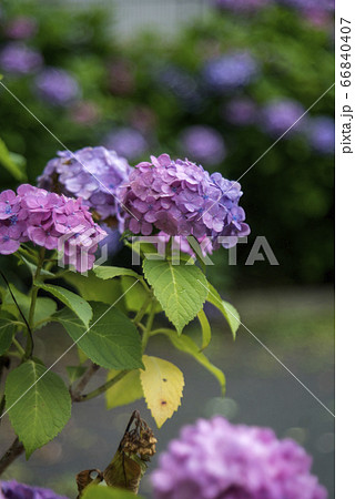 紫陽花とボケ 66840407