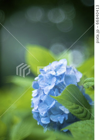 紫陽花とボケ 66840413