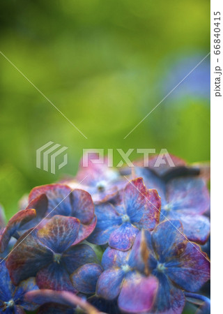 紫陽花とボケ 紫陽花とボケ 66840415