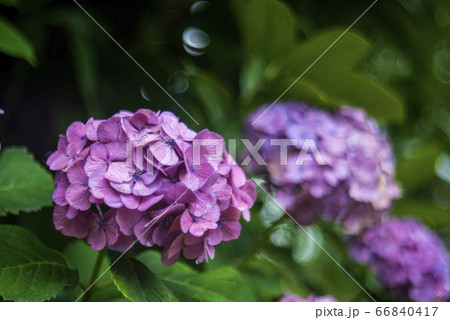 紫陽花とボケ 紫陽花とボケ 66840417