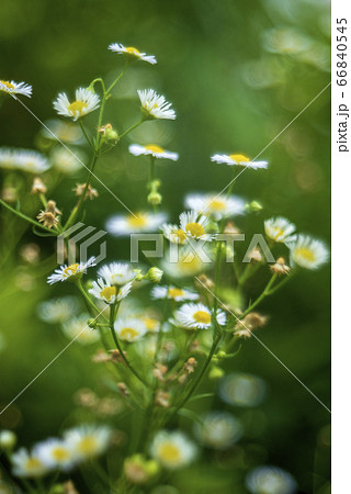 ヒメジオン ヒメジオン 66840545