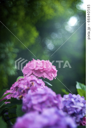 紫陽花 66840585