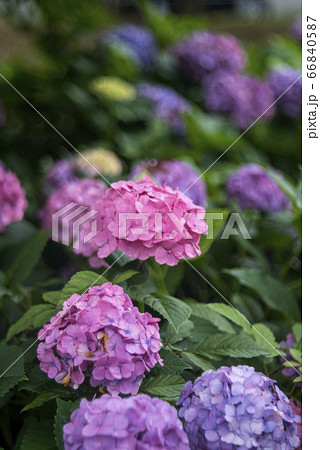 紫陽花 紫陽花 66840587