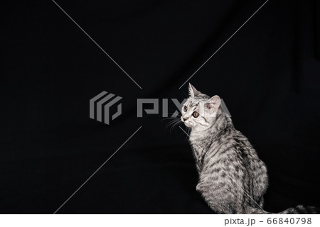 young Scottish straight striped grey cat sitting young Scottish straight striped grey cat sitting 66840798