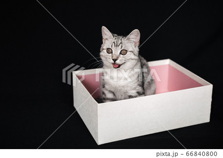 Scottish straight striped grey cat looks out of a box Scottish straight striped grey cat looks out of a box 66840800