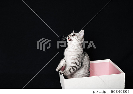 playful Scottish straight striped grey cat sits in a box playful Scottish straight striped grey cat sits in a box 66840802