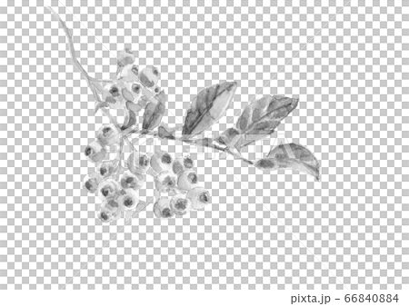 Blueberry monotone with leaves [watercolor ink painting] 66840884