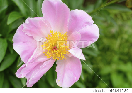Pink peony flower in garden Pink peony flower in garden 66841580