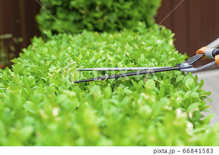 Hands are cut bush clippers in garden Hands are cut bush clippers in garden 66841583