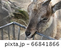 キョン 66841866