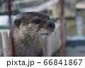 コツメカワウソ 66841867