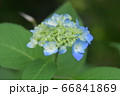紫陽花 66841869