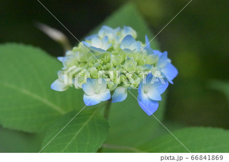 紫陽花 紫陽花 66841869