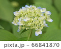 紫陽花 66841870