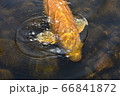 鯉 66841872