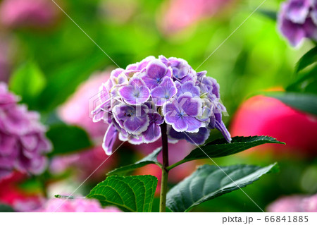 紫　紫陽花　三室戸 66841885