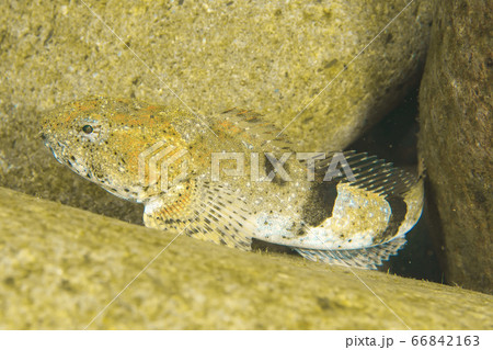 アユカケ アユカケ 66842163