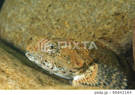 アユカケ アユカケ 66842164