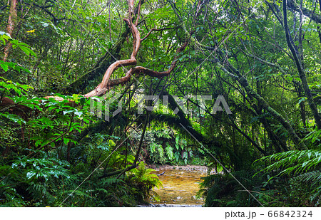 New Zealand forest New Zealand forest 66842324