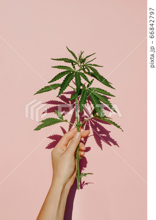 Beautiful green marijuana plant, hemp leaves on pink background in hand Cannabis Beautiful green marijuana plant, hemp leaves on pink background in hand Cannabis 66842797