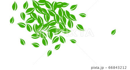 Falling green leaves. Fresh tea neat leaves flying Falling green leaves. Fresh tea neat leaves flying 66843212